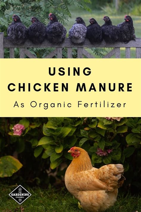 Using Chicken Poop As An Organic Fertilizer Gardening Channel