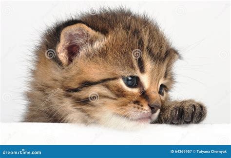 Small Sad Kitten Looking Surprised Stock Image Image Of Little Cute