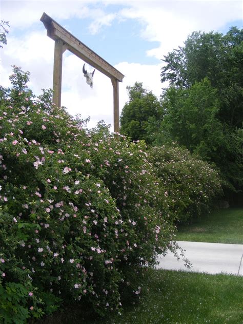 Front entry gate and rose hedge | Rose hedge, Garden arch, Entry gates