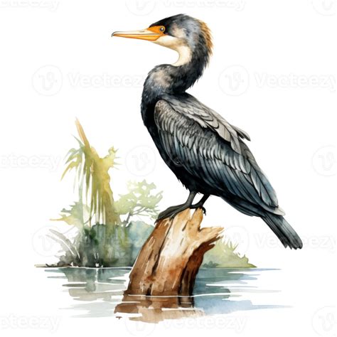 Cormorant Bird Illustration Watercolor Style 45386634 Png