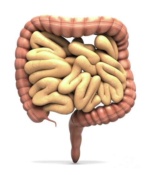 Human Bowel Photograph By Medical Graphics Michael Hoffmann Science