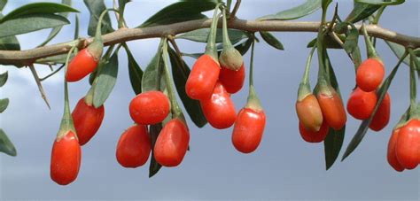 Bacche Di Goji L Elisir Dell Eterna Giovinezza Green It