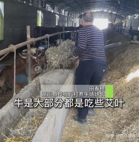 河南一村民用艾草喂出养生牛 吃艾草长大的牛肉好吃吗 知乎