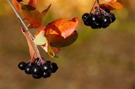 Native Aronia Focusonflowers Indiana Public Media