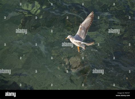 Single Seagull Flying Over Sea The Sea Waters Stock Photo Alamy