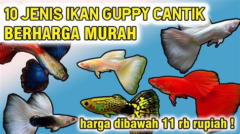 10 JENIS IKAN GUPPY TERCANTIK DAN TERPOPULER BEHARGA MURAH PECINTA