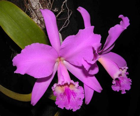 Cattleya Labiata Giulio Celandroni Orchidee