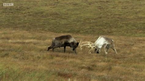 Reindeer Fight Highlands Scotlands Wild Heart