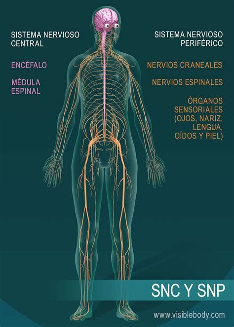 Reseña general sobre el sistema nervioso