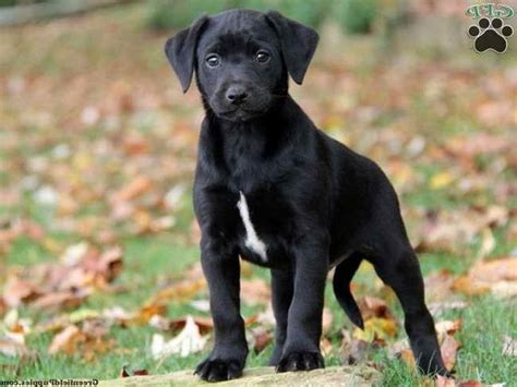 Labrador Great Dane Mix Puppies For Sale Petsidi