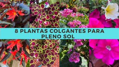 Plantas Colgantes Para Exterior Atr Vete Con Mucho Sol Actualizado