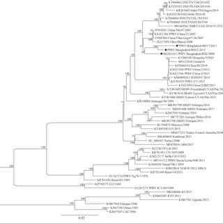 Phylogenetic Analysis Based On The Complete Genome Sequences Of Pprv