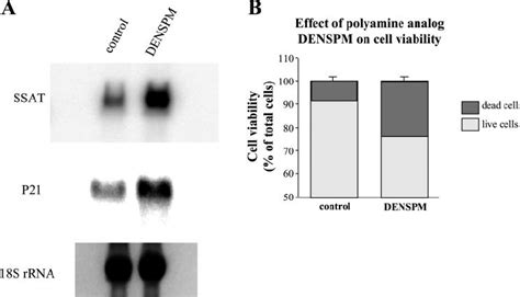 Effect Of Polyamine Analog N 1 N 11 Download Scientific Diagram