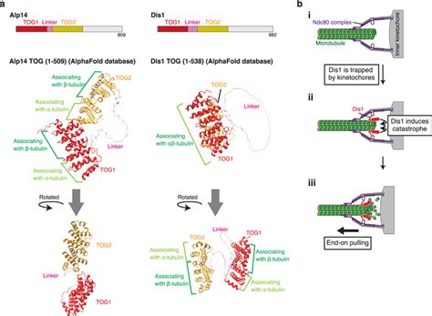 Comparison Of The Predicted Structures Of TOG Domains Between Alp14 And