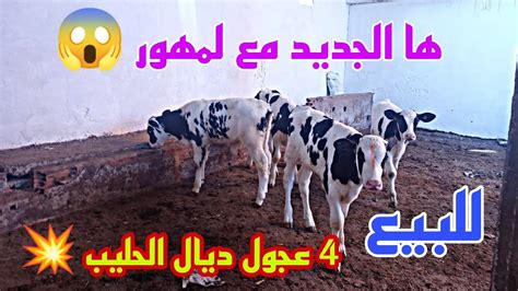 للبيع 💫4 عجول ديال الحليب عندى نبيل ضحك ونشاط معاه إتصل بلمهور ...