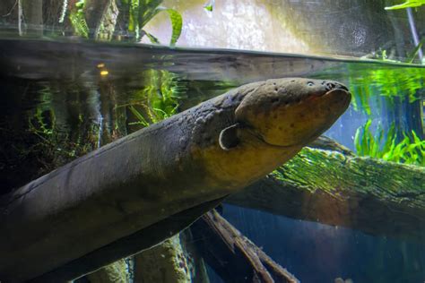 Electric Eel vs Moray Eel - A-Z Animals