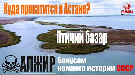 Птичий базар, АЛЖИР воскресный прохват в 400 км - YouTube