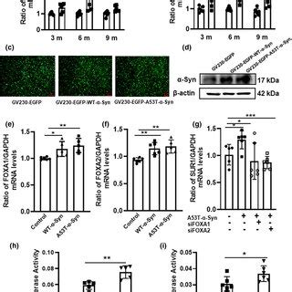 Changes Of Foxa And Foxa Expression Levels In The Sn Of Syna T