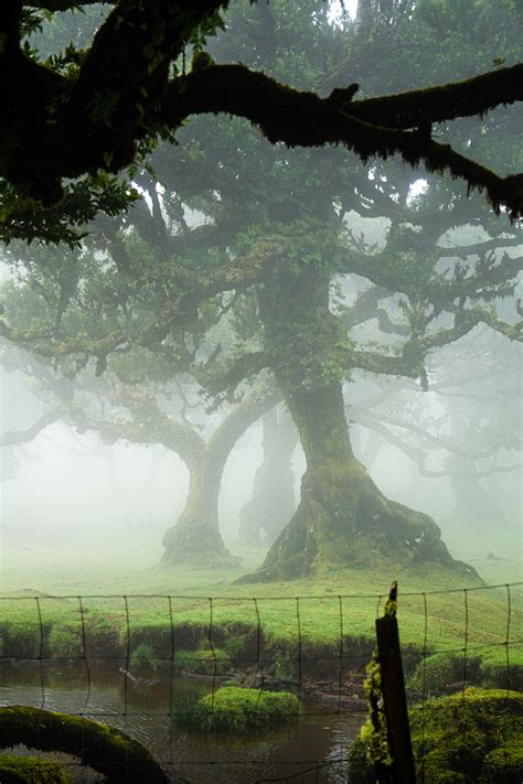 Fanal Forest - Madeira on Behance