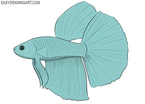 How To Draw A Betta Fish Easy Drawing Art