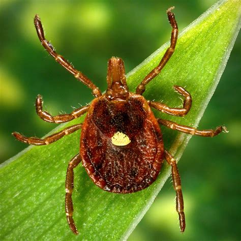 1st death linked to tick-induced meat allergy reported | Daily Sabah