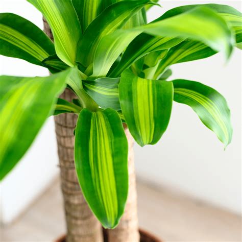 Types Of Dracaena Plants Indoor Outdoor Varieties