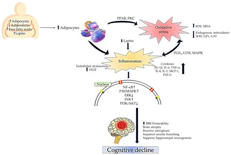 Antioxidants Free Full Text The Role Of Oxidative Stress And