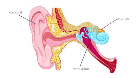 Kulak Ak Nt S Ve Ortakulak Ltihab Prof Dr Rauf Taham Ler