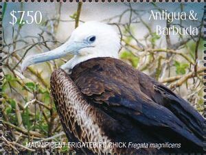 Stamp Magnificent Frigatebird Fregata Magnificens Antigua And