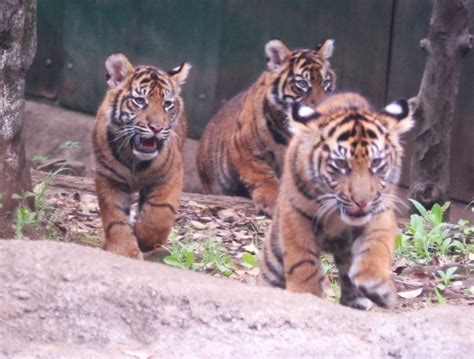 ♯上野動物園 ♯トラの子 3つ子 ＃どこでも住めるならココ住みたい Otori♡オトリ）とニャンズ