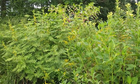 Plant Species - Hummingbird Hill Native Plant Nursery