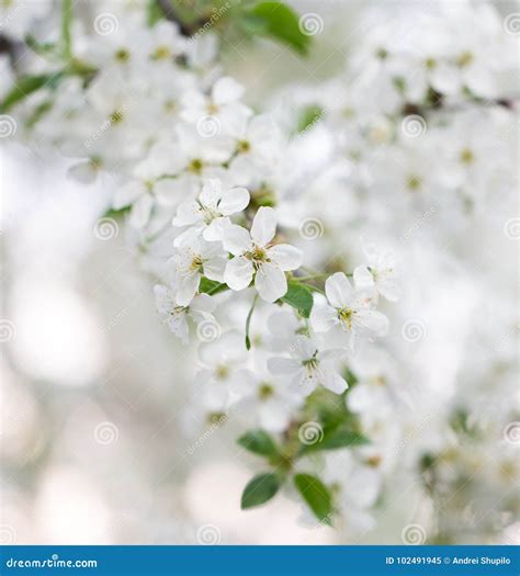 Belles Fleurs Sur Les Branches D Un Arbre Image Stock Image Du Fleur