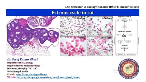 Estrous Cycle In Rat YouTube