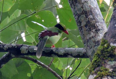 Cissa Chinensis Boddaert By Subhajit Roy On October