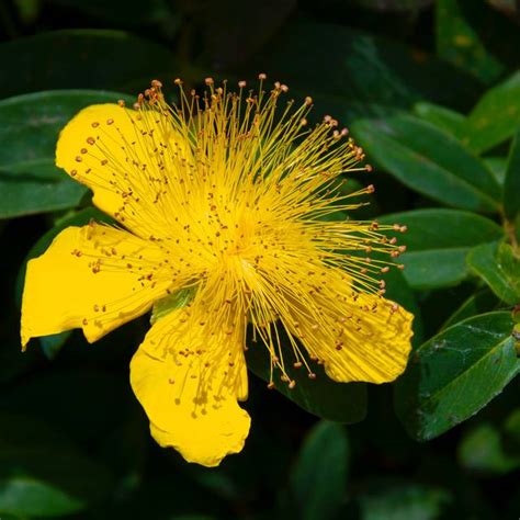 Millepertuis Hypericum Calycinum Fleurs Ava Babili Flickr