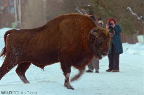 Bison Safari Wild Poland