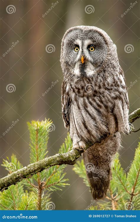 Great Grey Owl Strix Nebulosa In Taiga Landscape Finland Stock Image