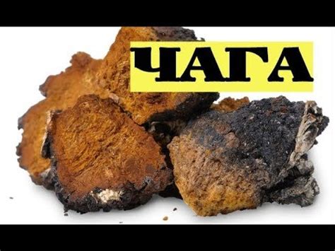 Чага. Как и где собирать чагу #1 - YouTube