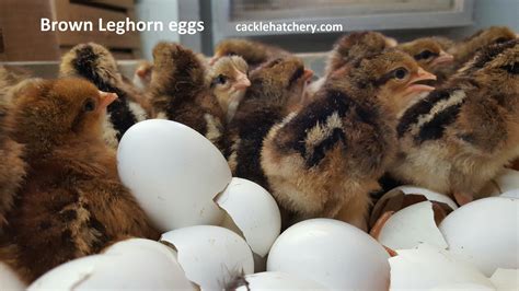 Brown Leghorn Fertile Hatching Eggs for Sale - Fresh/Fertile Eggs | Cackle Hatchery