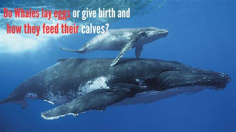 Do Whales Lay Eggs Or Give Birth And How Do They Feed Their Calves