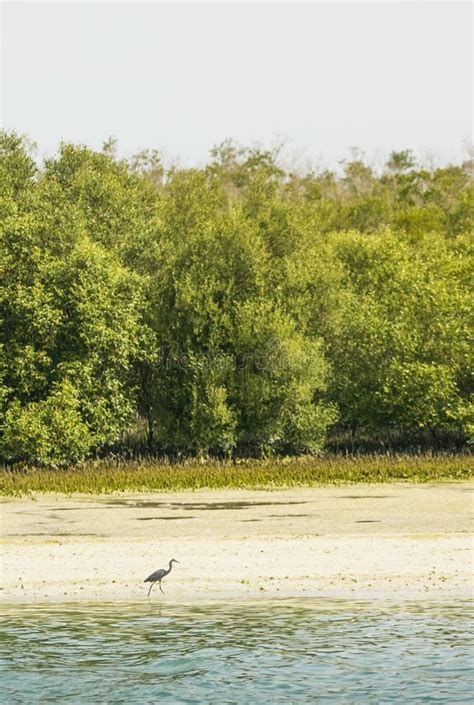 Abu Dhabi Mangroves stock image. Image of emirate, peninsula - 114402201