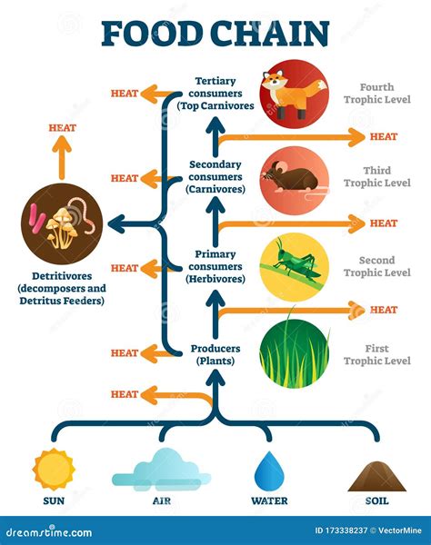 Food Chain Seal Vector Illustration 176840870