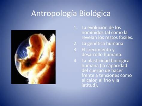 PPT RAMAS DE LA ANTROPOLOGÌA PowerPoint Presentation free download