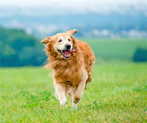 NuVet Labs Dog Facts and Tips | Why Your Dog's Joints Need Chondroitin