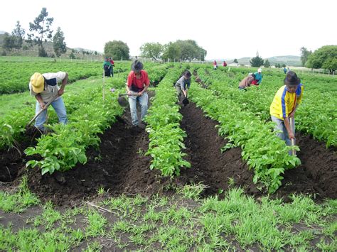 New tools improve smallholder access to quality planting material