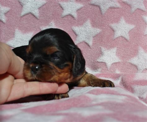 Chiot Cavalier King Charles Spaniel Chiot Du Domaine Des Sylves