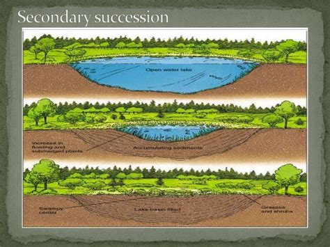 Ecology Final