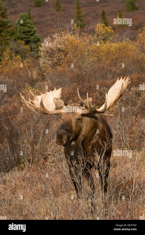 Bull Moose Autumn Alaska Yukon Variety Large Antlers Denali