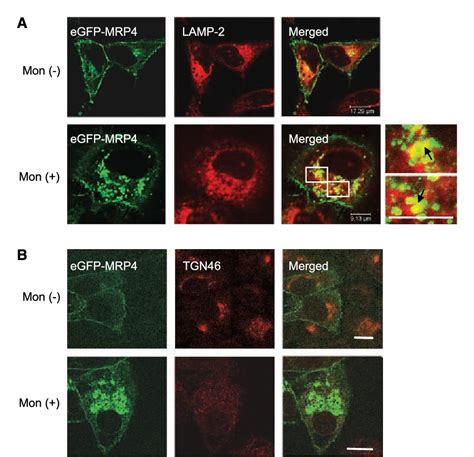 Figure 1 From Down Regulation Of Na H Exchanger Regulatory Factor 1