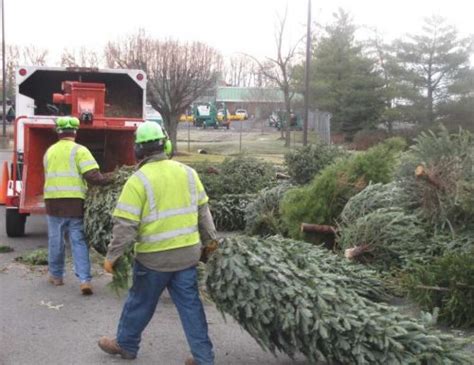 Christmas tree recycling options available in county